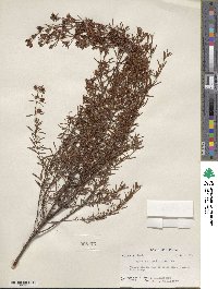 Hypericum galioides image