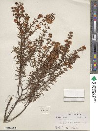 Hypericum galioides image