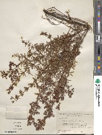 Hypericum galioides image
