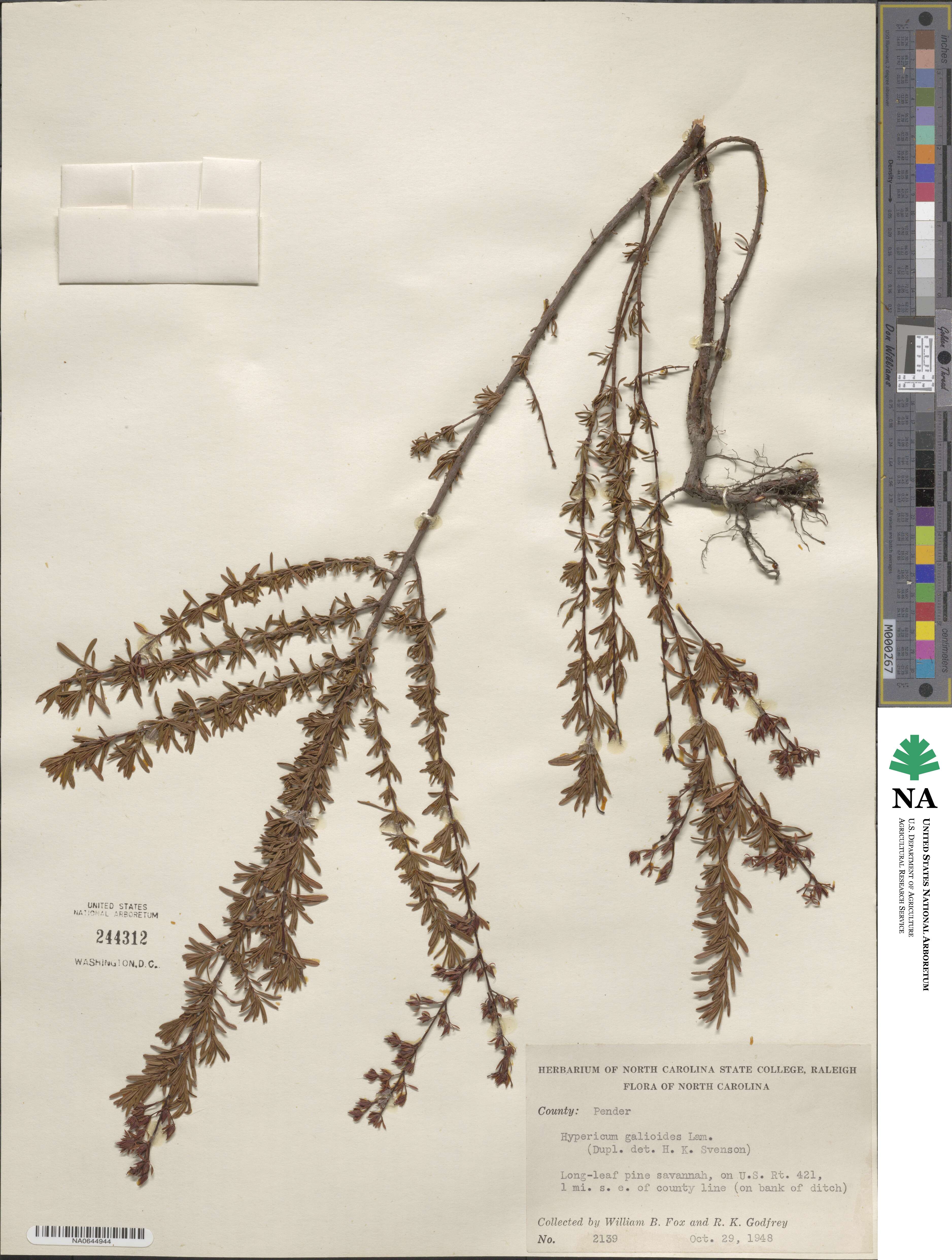 Hypericum galioides image