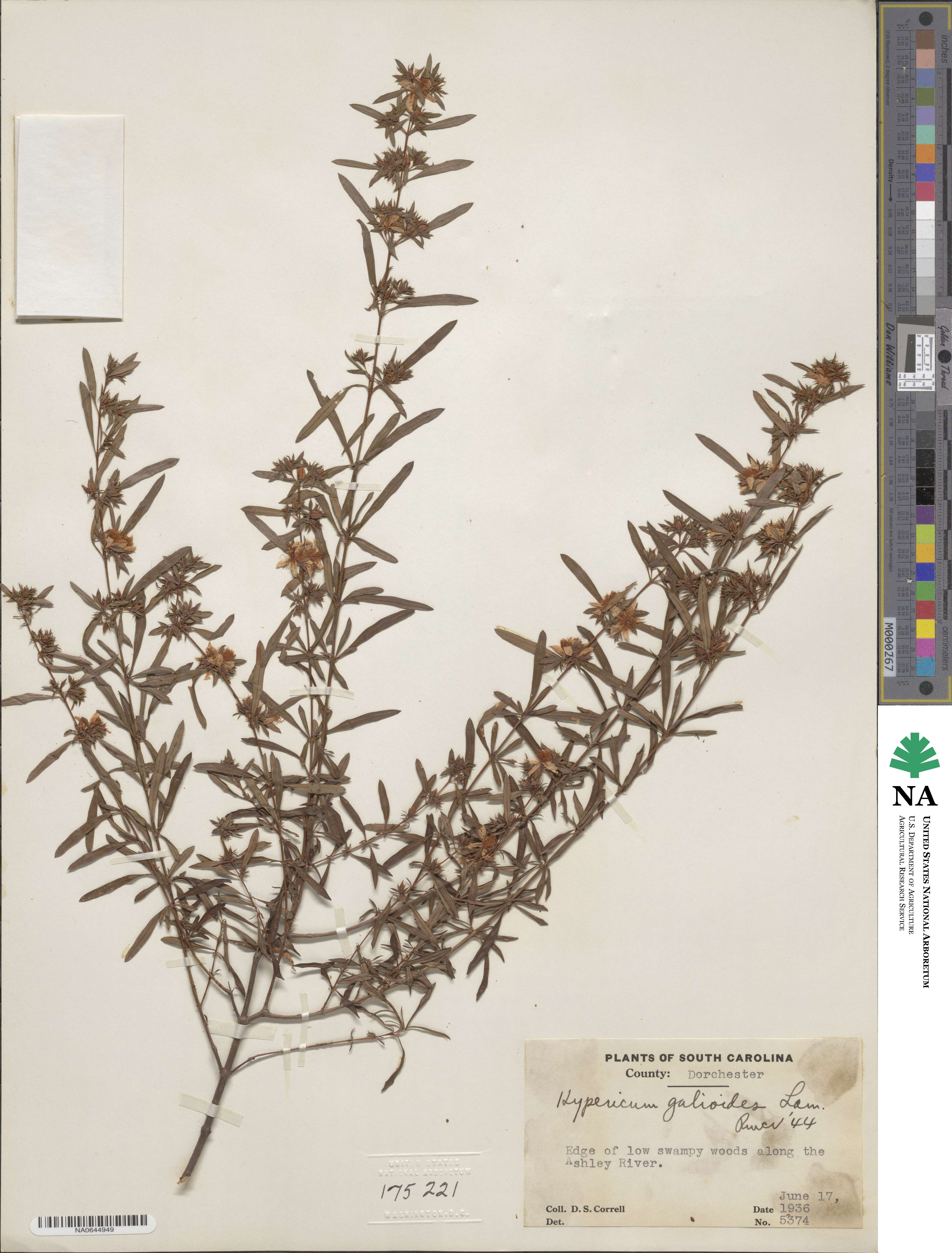 Hypericum galioides image