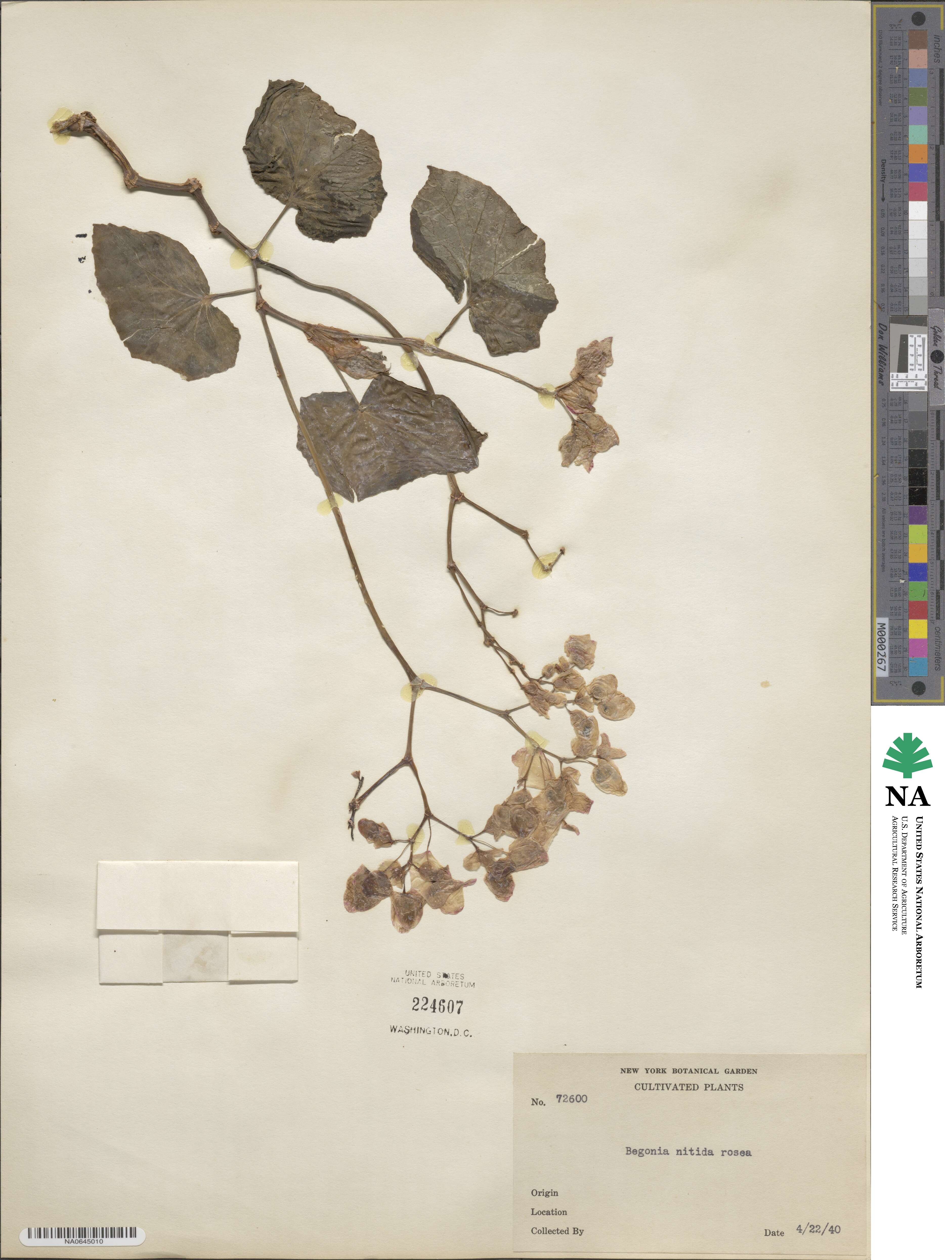 Begonia retusa image