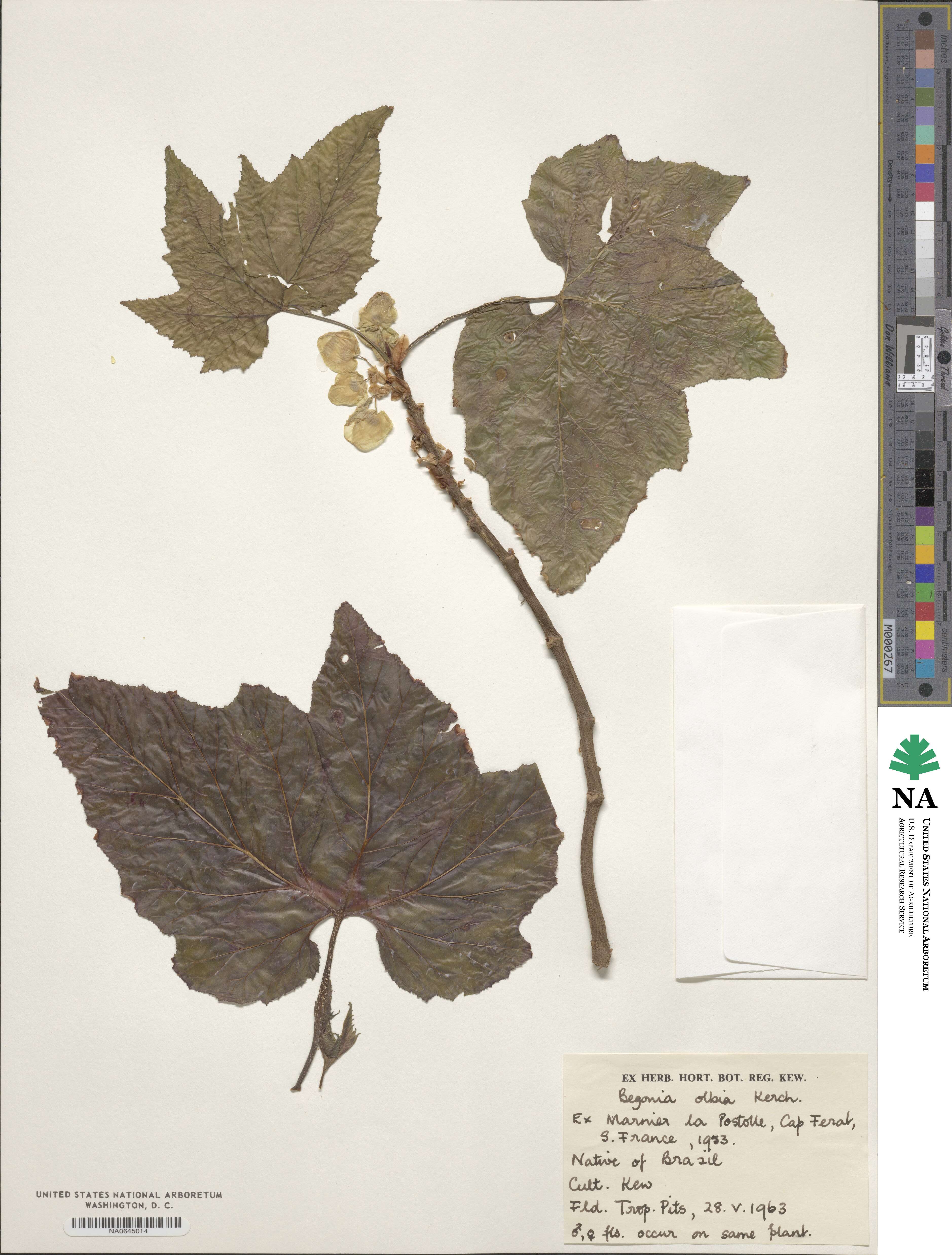 Begonia olbia image