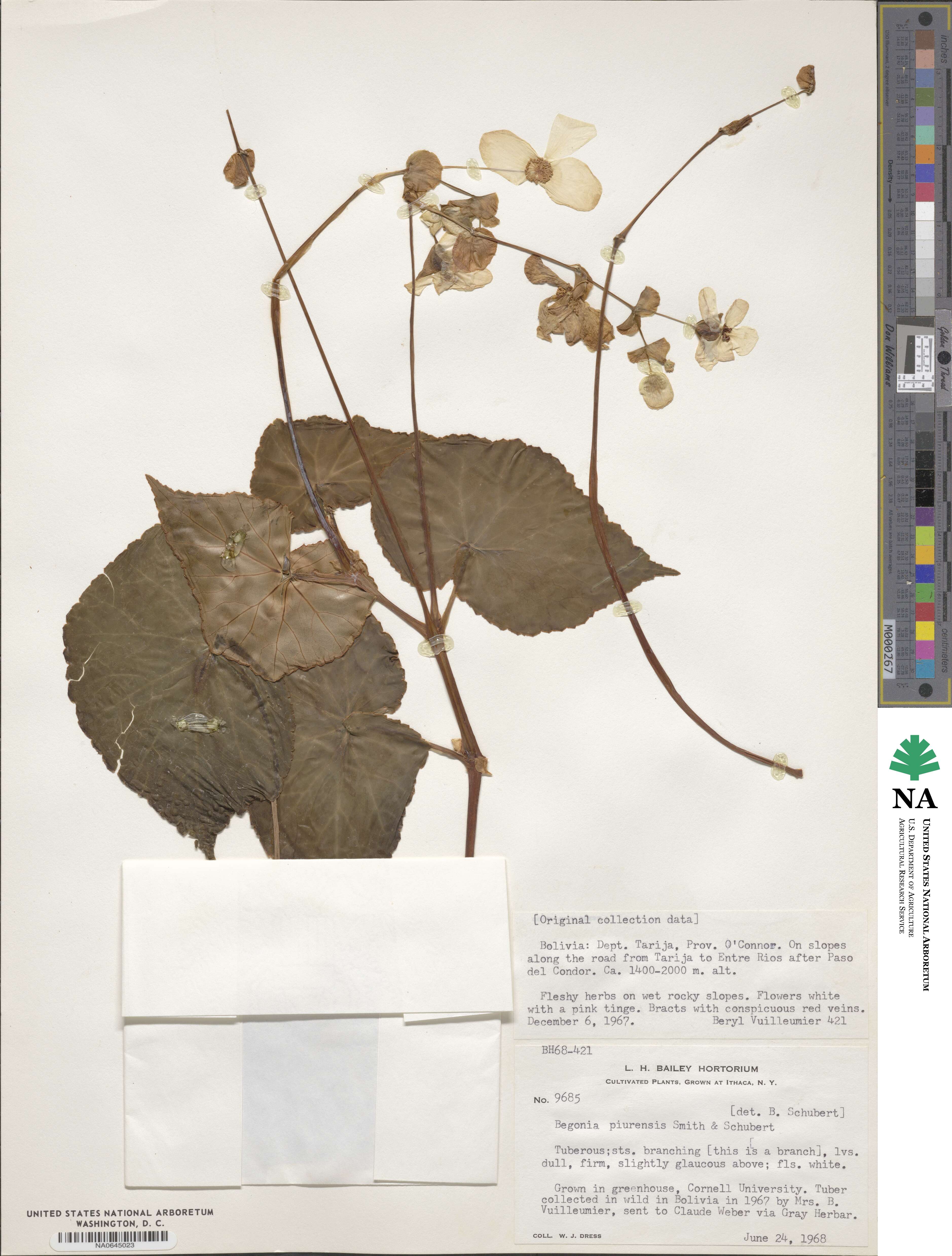 Begonia piurensis image