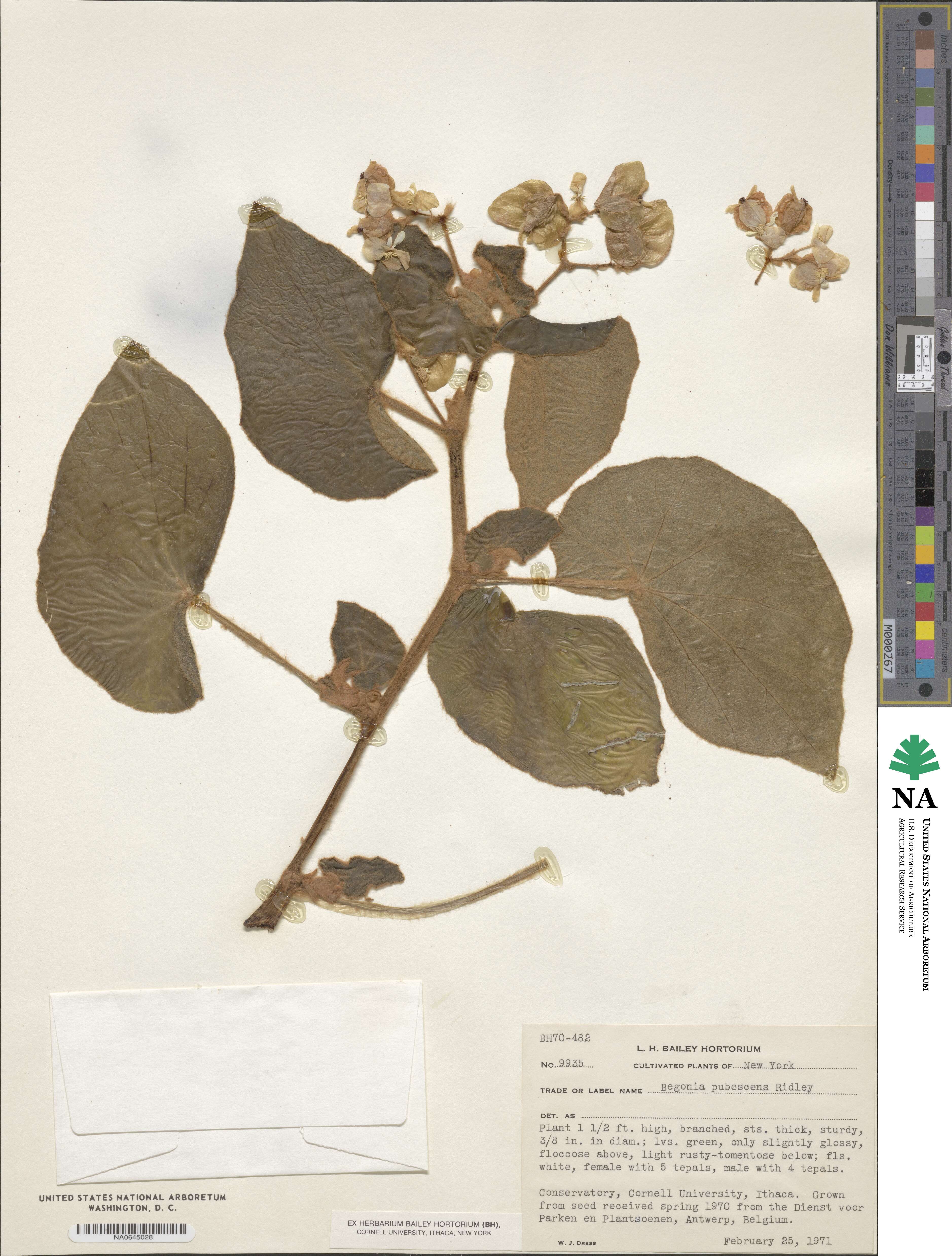 Begonia pubescens image