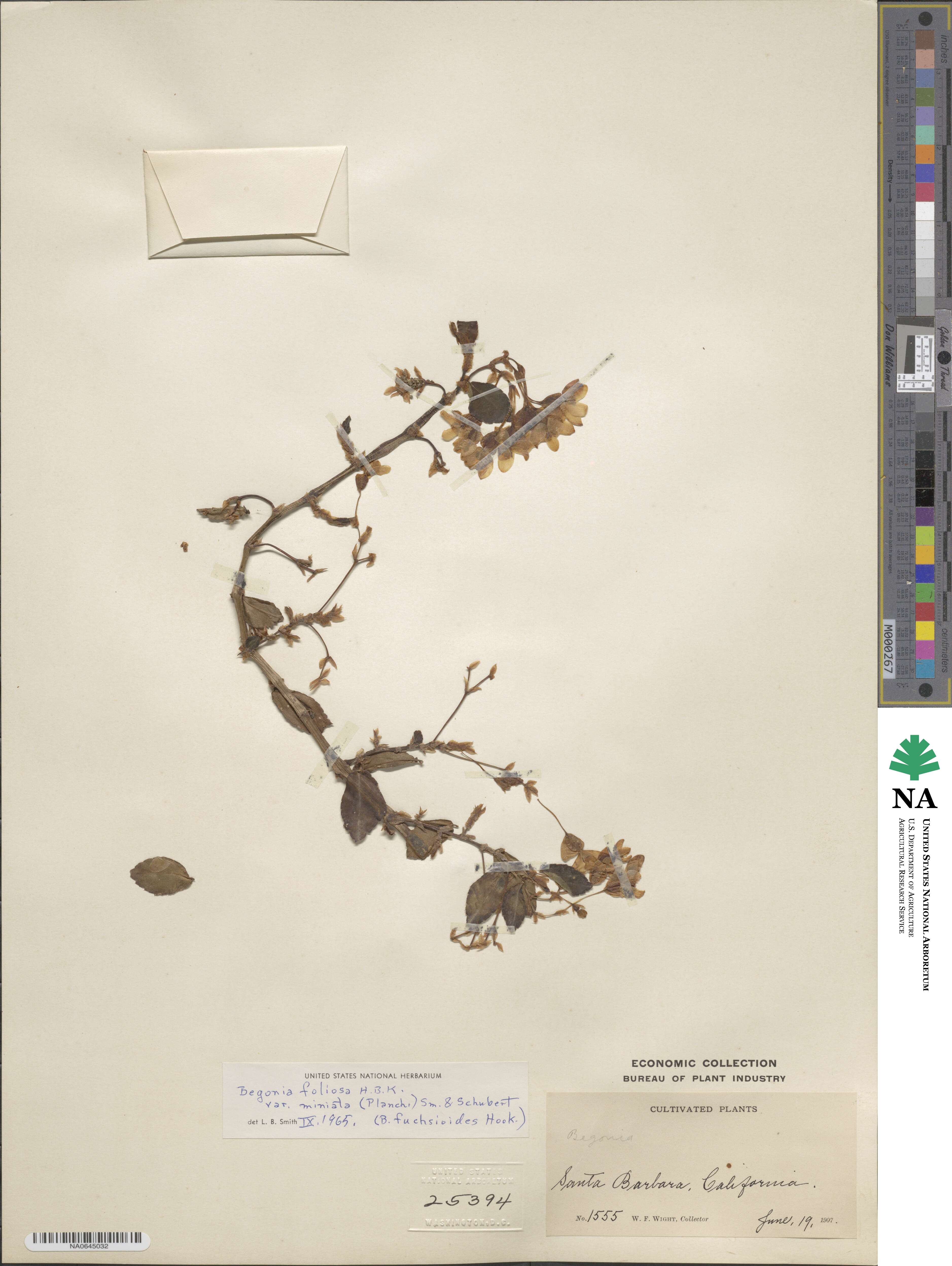 Begonia foliosa image