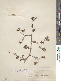 Begonia foliosa image
