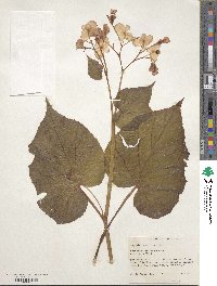 Begonia grandis image