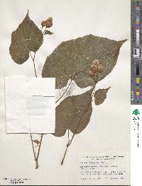 Begonia grandis image