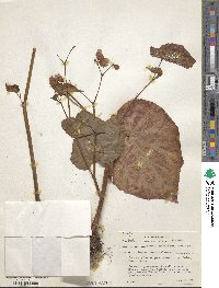 Begonia grandis image