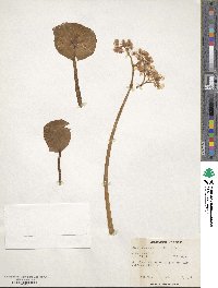 Image of Begonia conchifolia