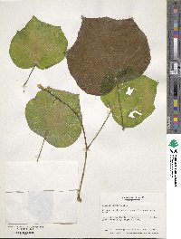 Image of Begonia convolvulacea