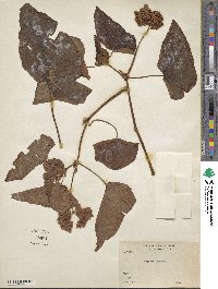 Image of Begonia dregei