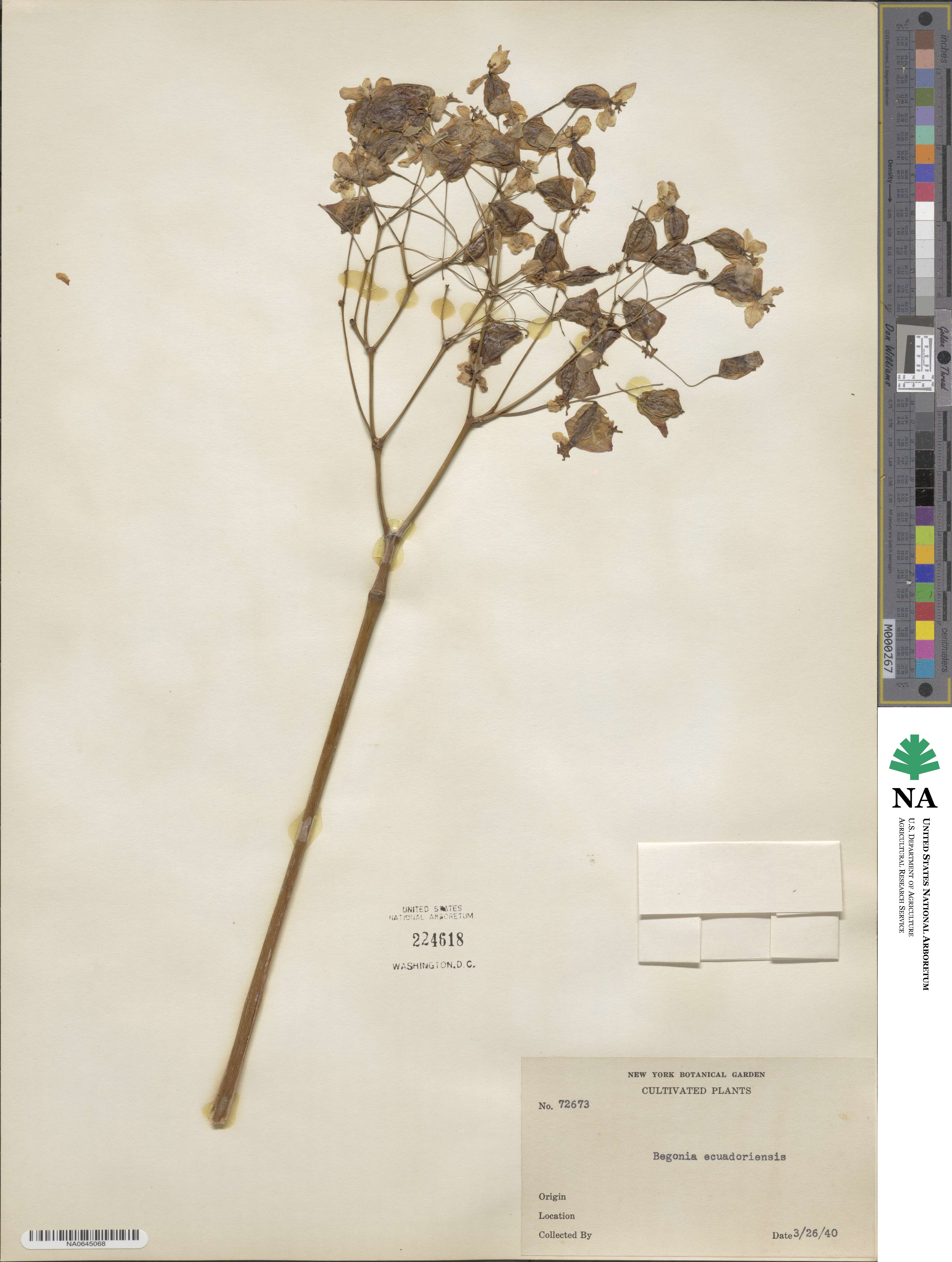 Begonia ecuadoriensis image