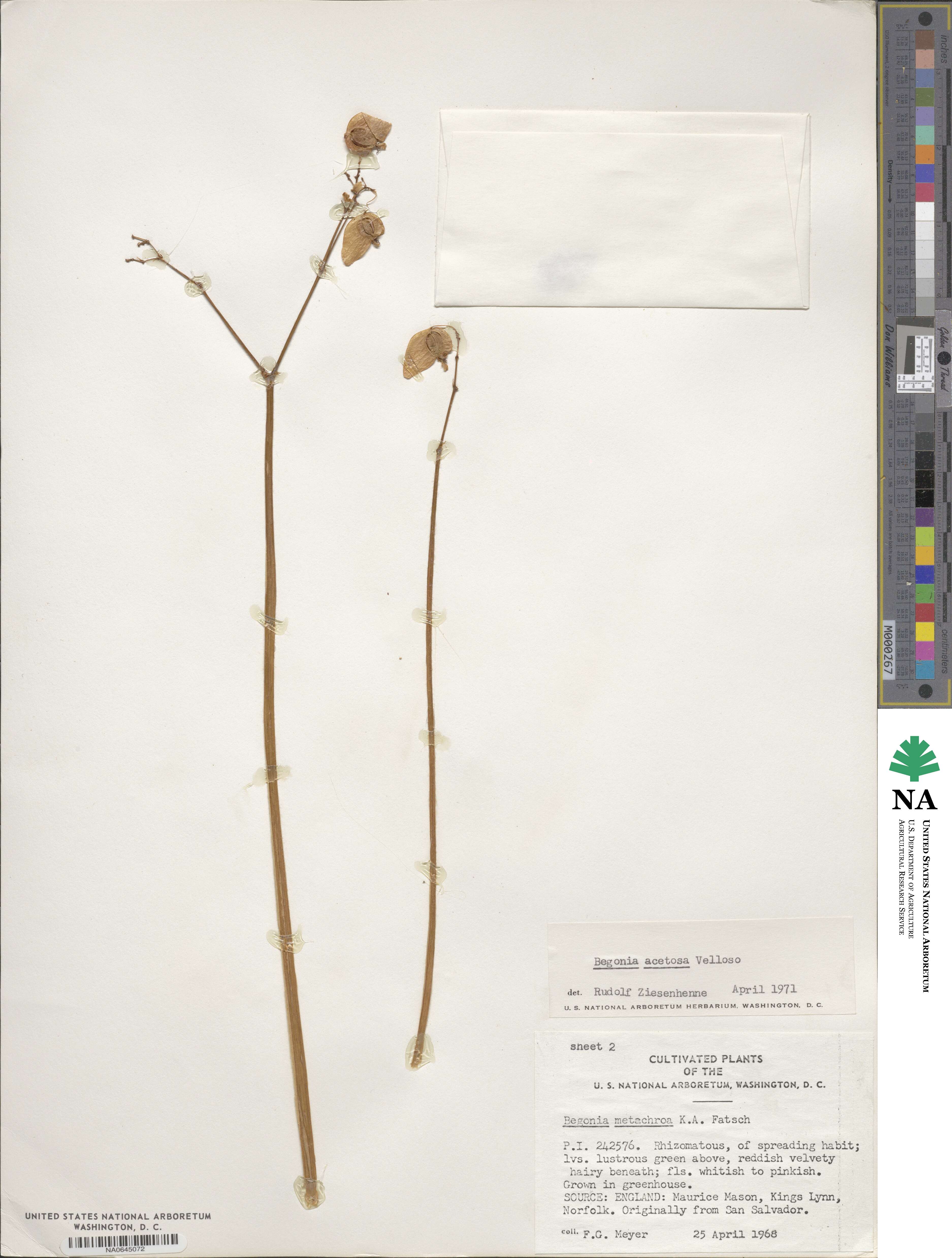 Begonia acetosa image