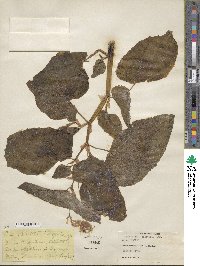 Begonia bracteosa image