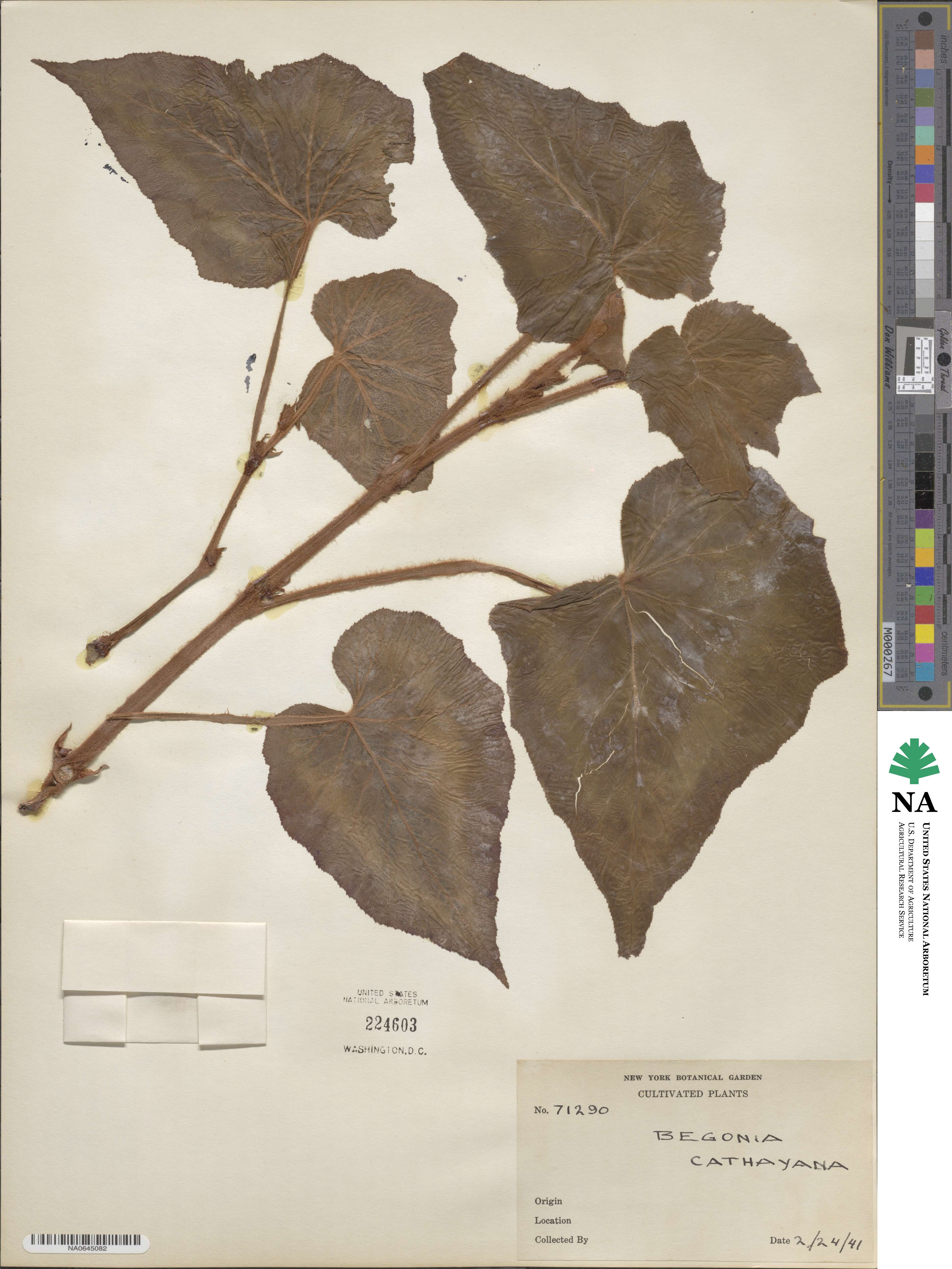 Begonia cathayana image