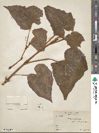 Image of Begonia cathayana