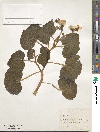 Image of Begonia clarkei