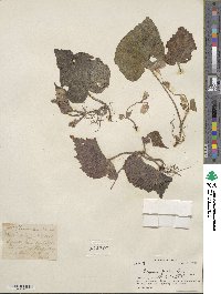 Begonia picta image