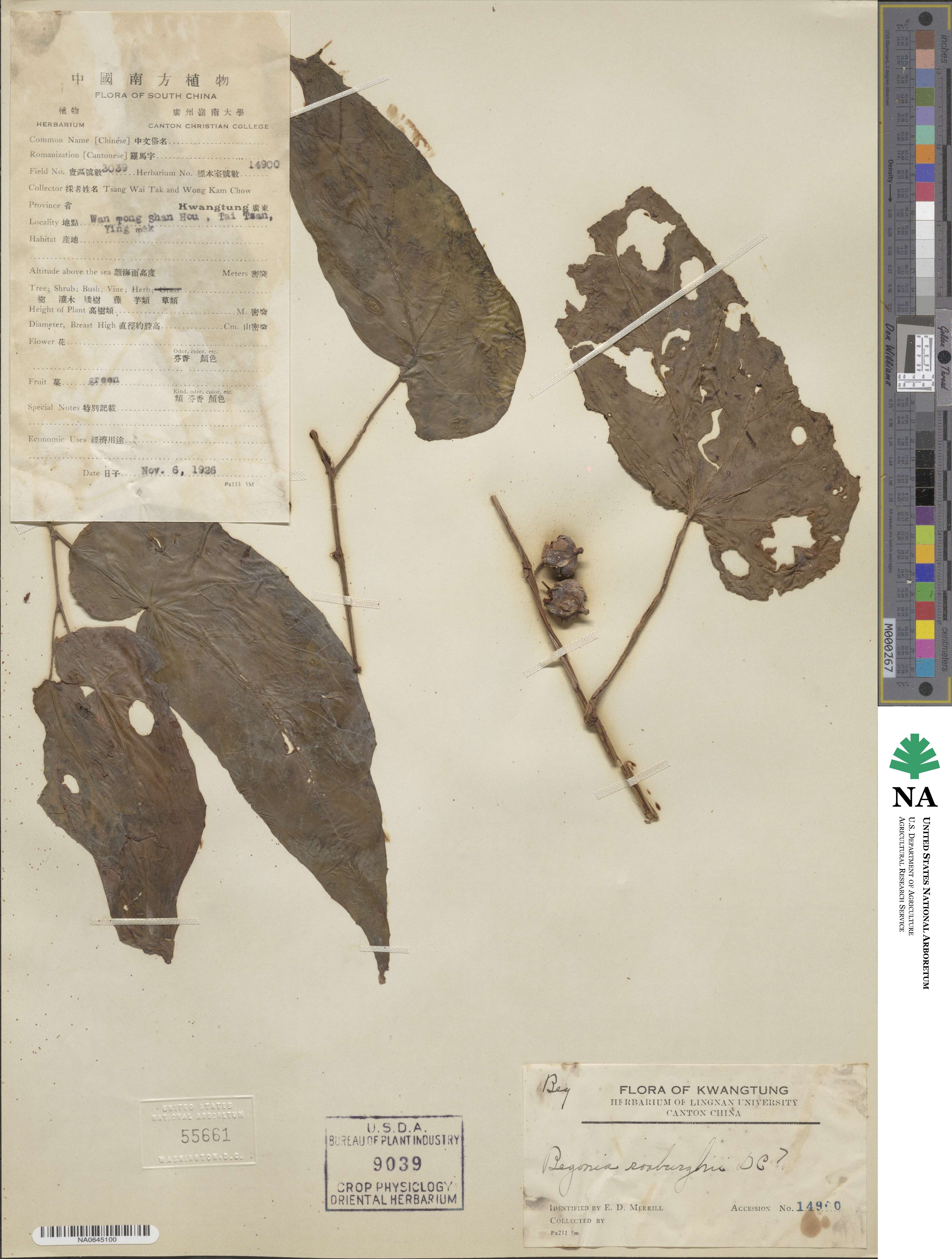 Begonia roxburghii image