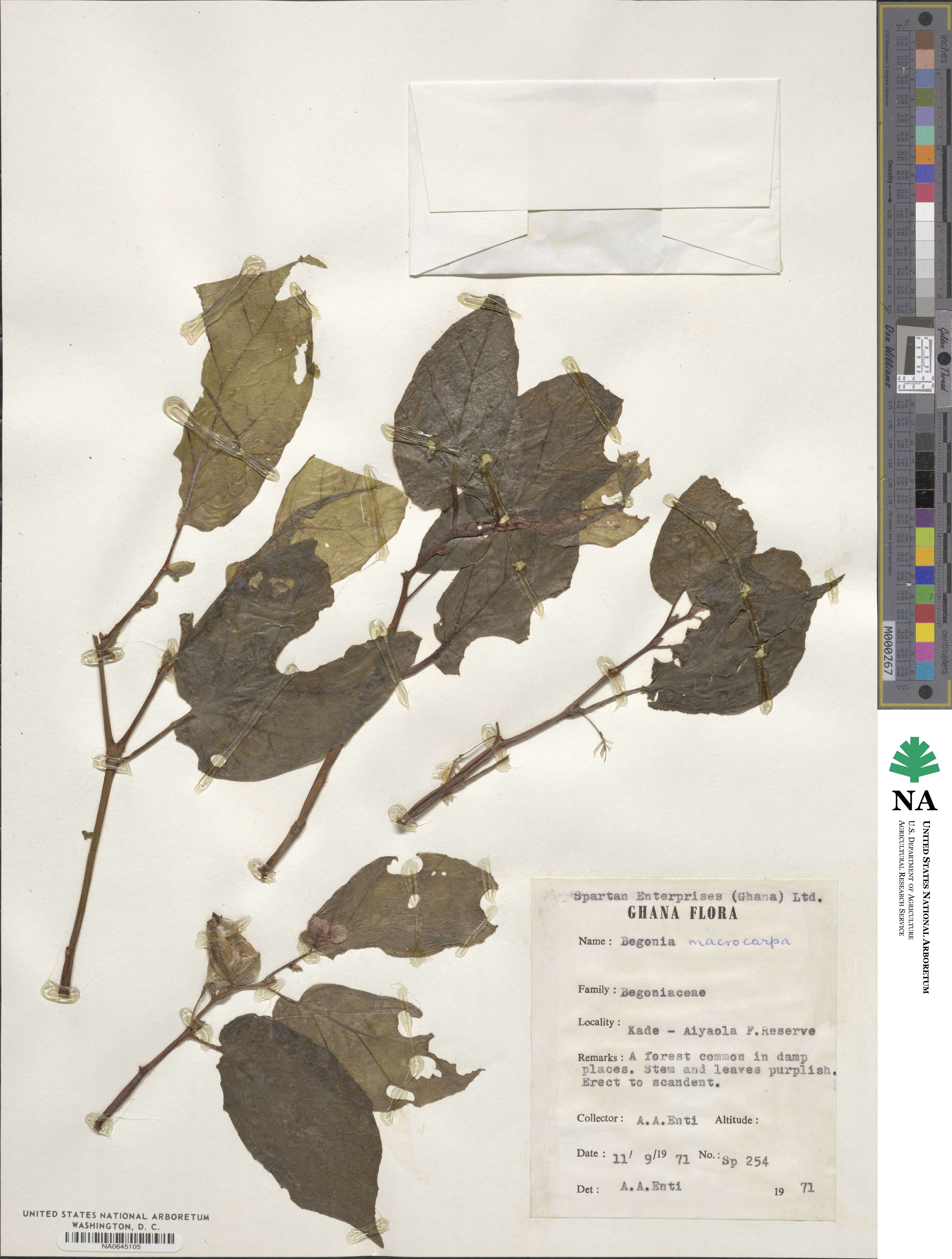 Begonia macrocarpa image