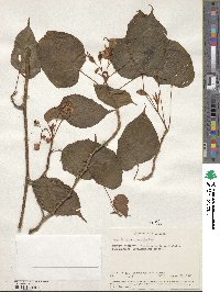 Begonia meyeri-johannis image