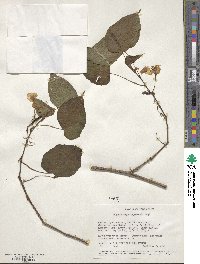 Begonia meyeri-johannis image