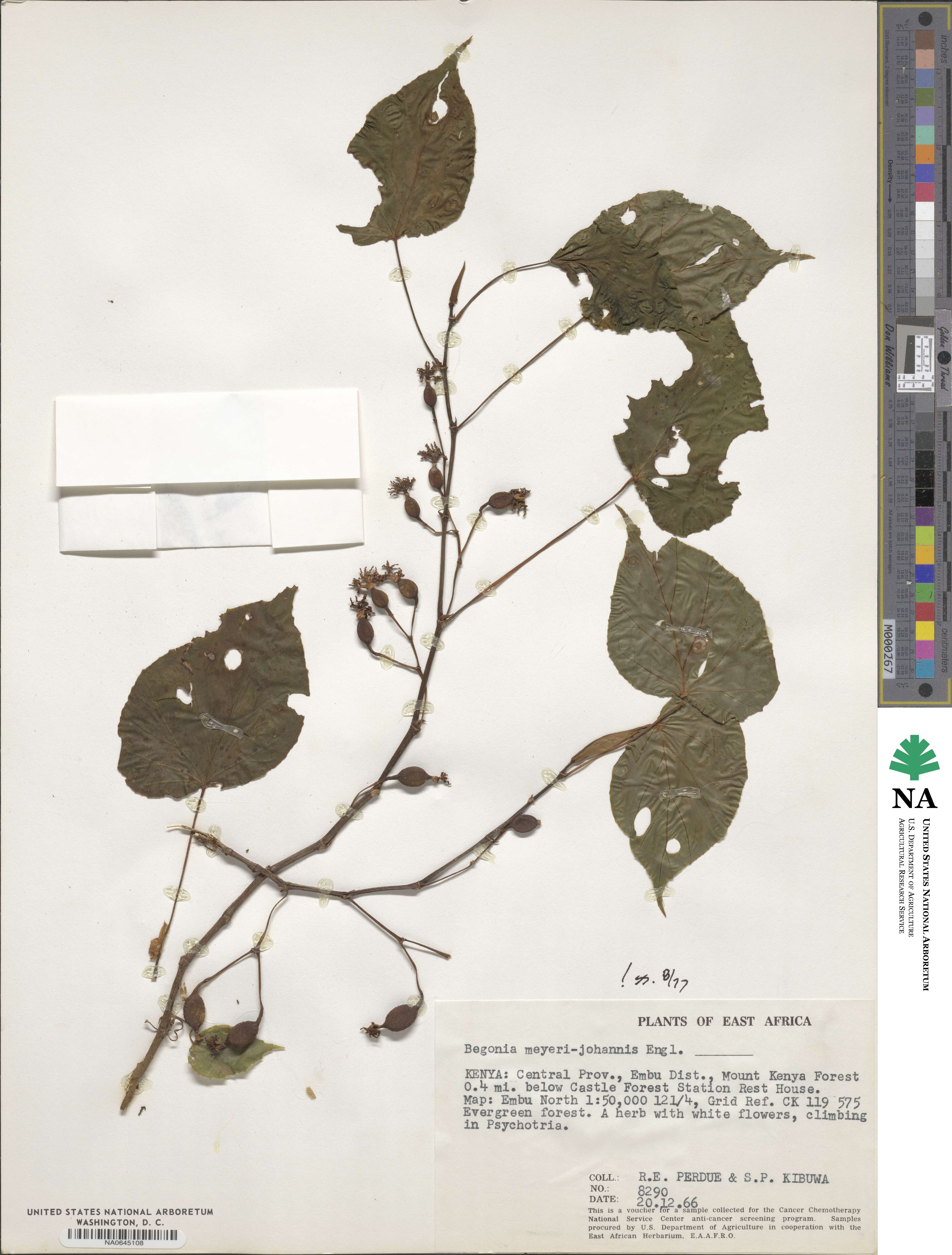Begonia meyeri-johannis image