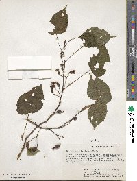 Begonia meyeri-johannis image