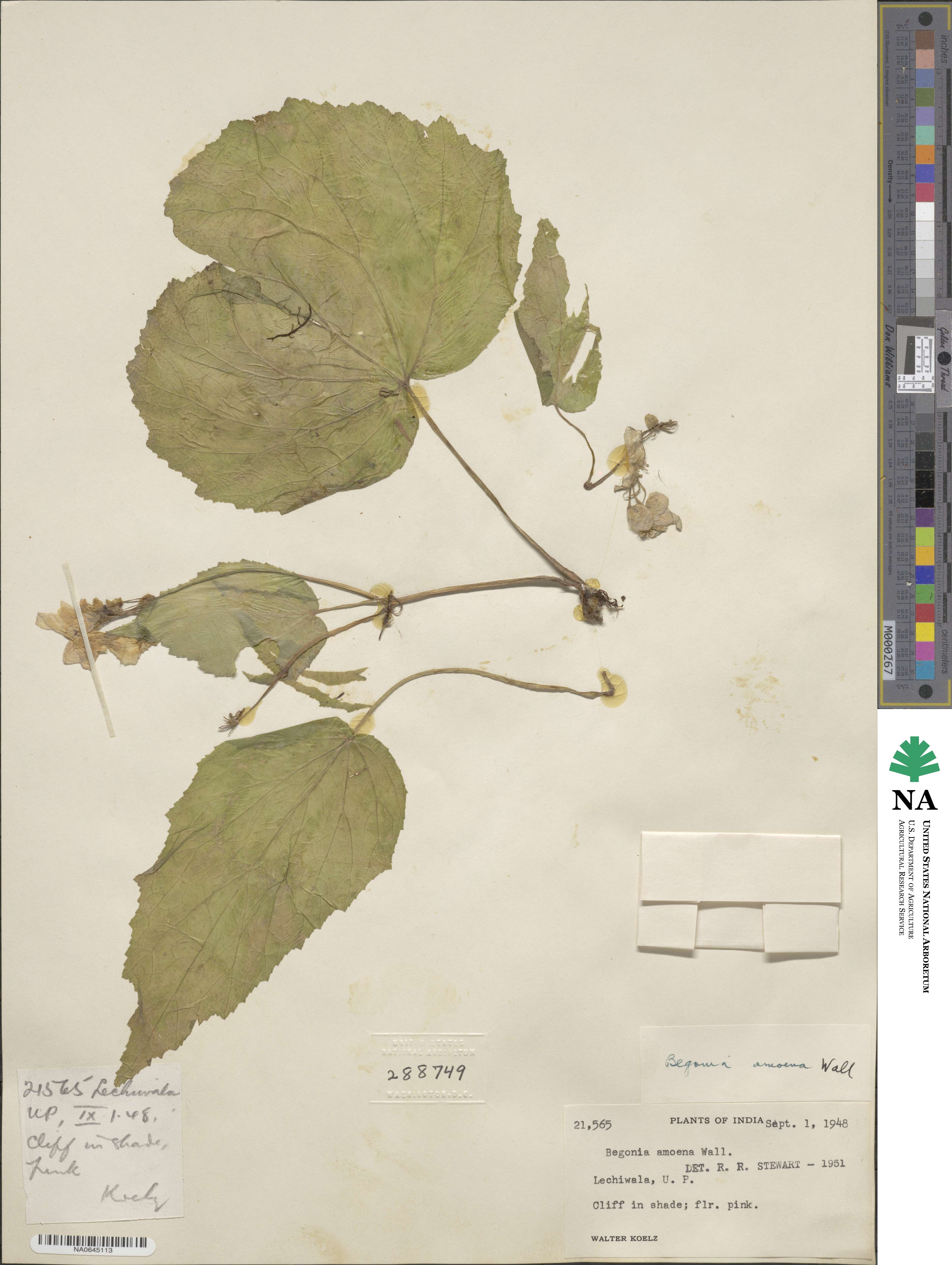 Begonia dioica image