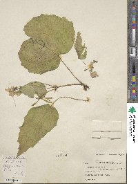 Begonia dioica image