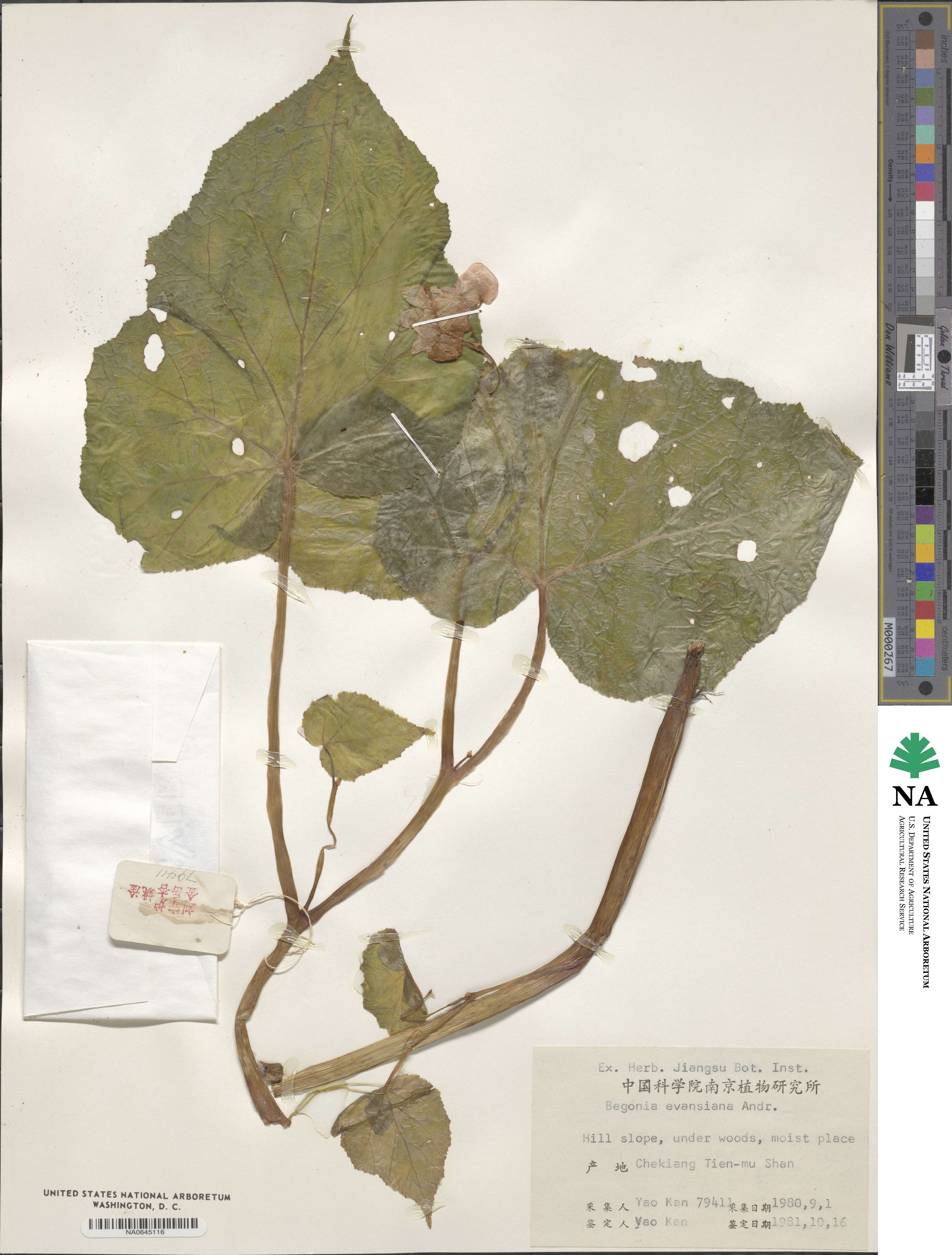 Begonia grandis subsp. grandis image