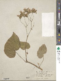 Begonia grandis subsp. grandis image