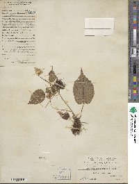 Begonia fimbristipula image