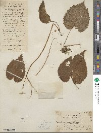 Begonia fimbristipula image