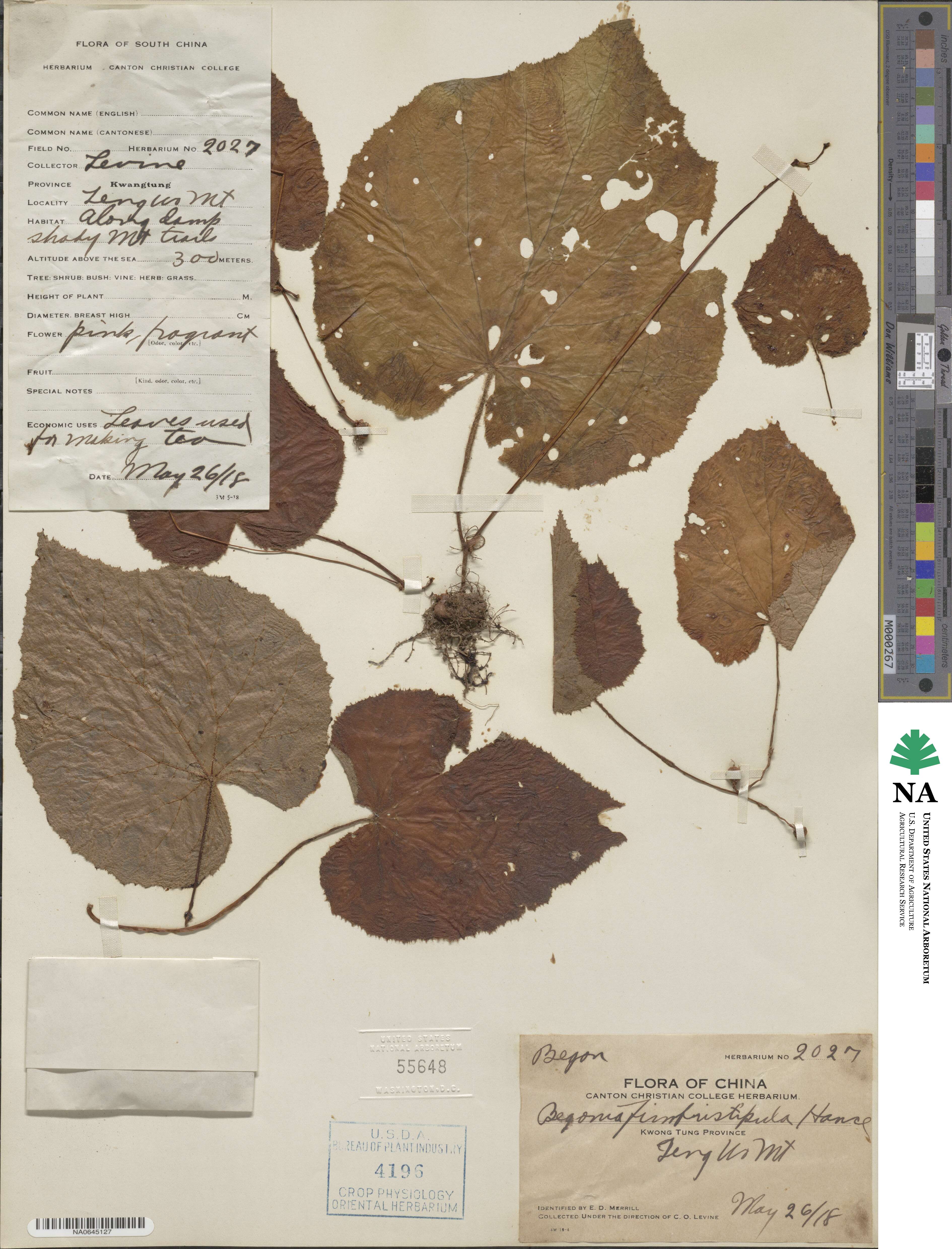 Begonia fimbristipula image