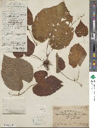 Begonia fimbristipula image