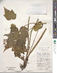 Begonia formosana image