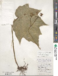 Begonia formosana image