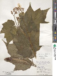 Begonia formosana image