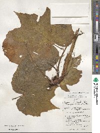 Begonia formosana image