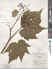 Begonia formosana image