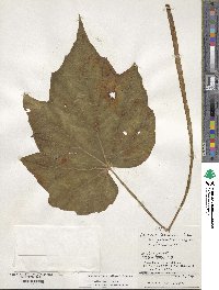 Begonia formosana image