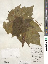 Begonia formosana image