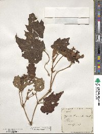 Begonia palmata image