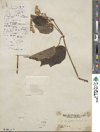 Begonia palmata image