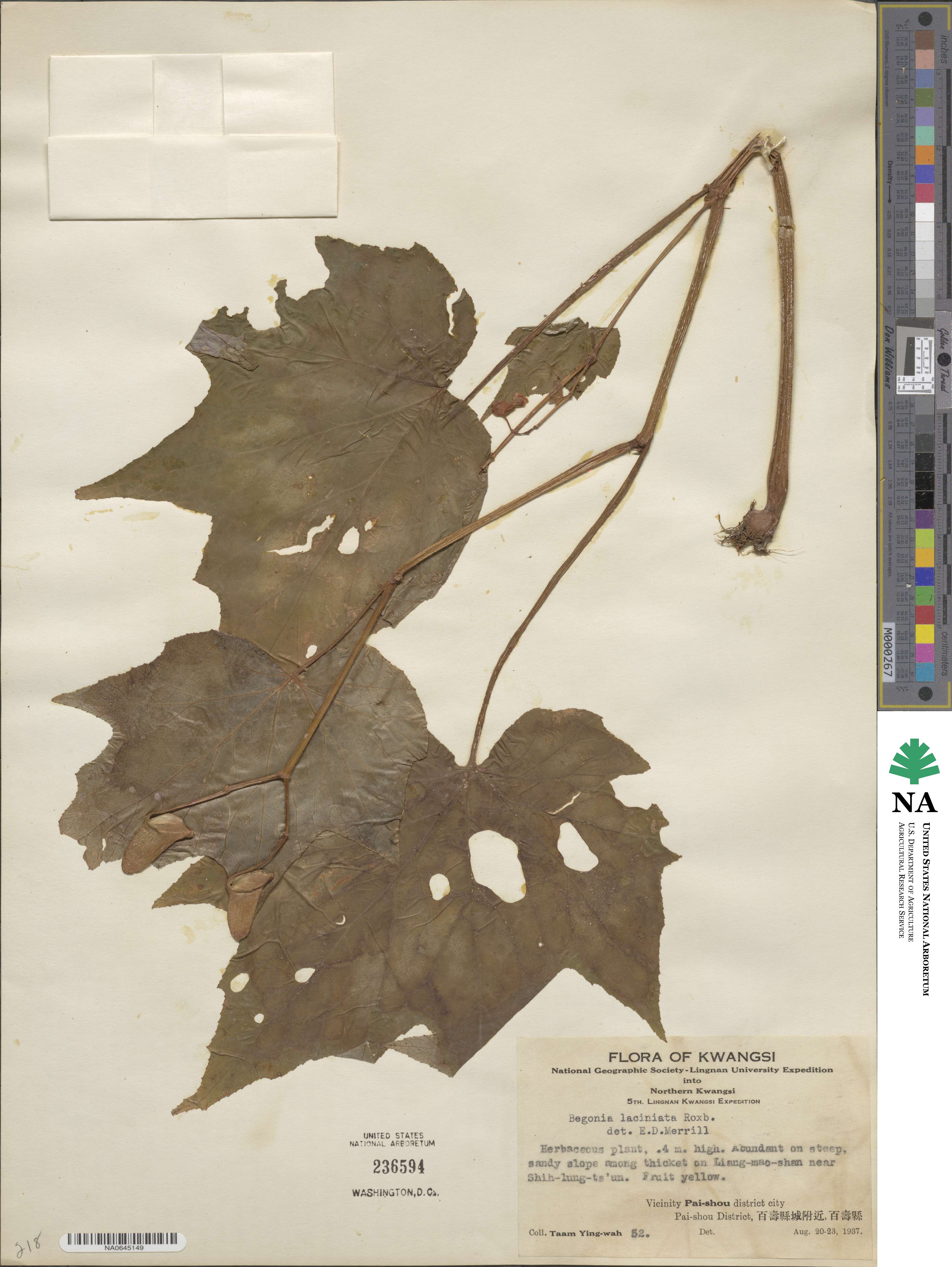 Begonia palmata image