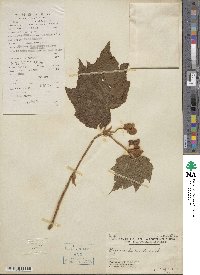 Begonia palmata image