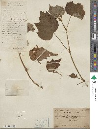 Begonia palmata image